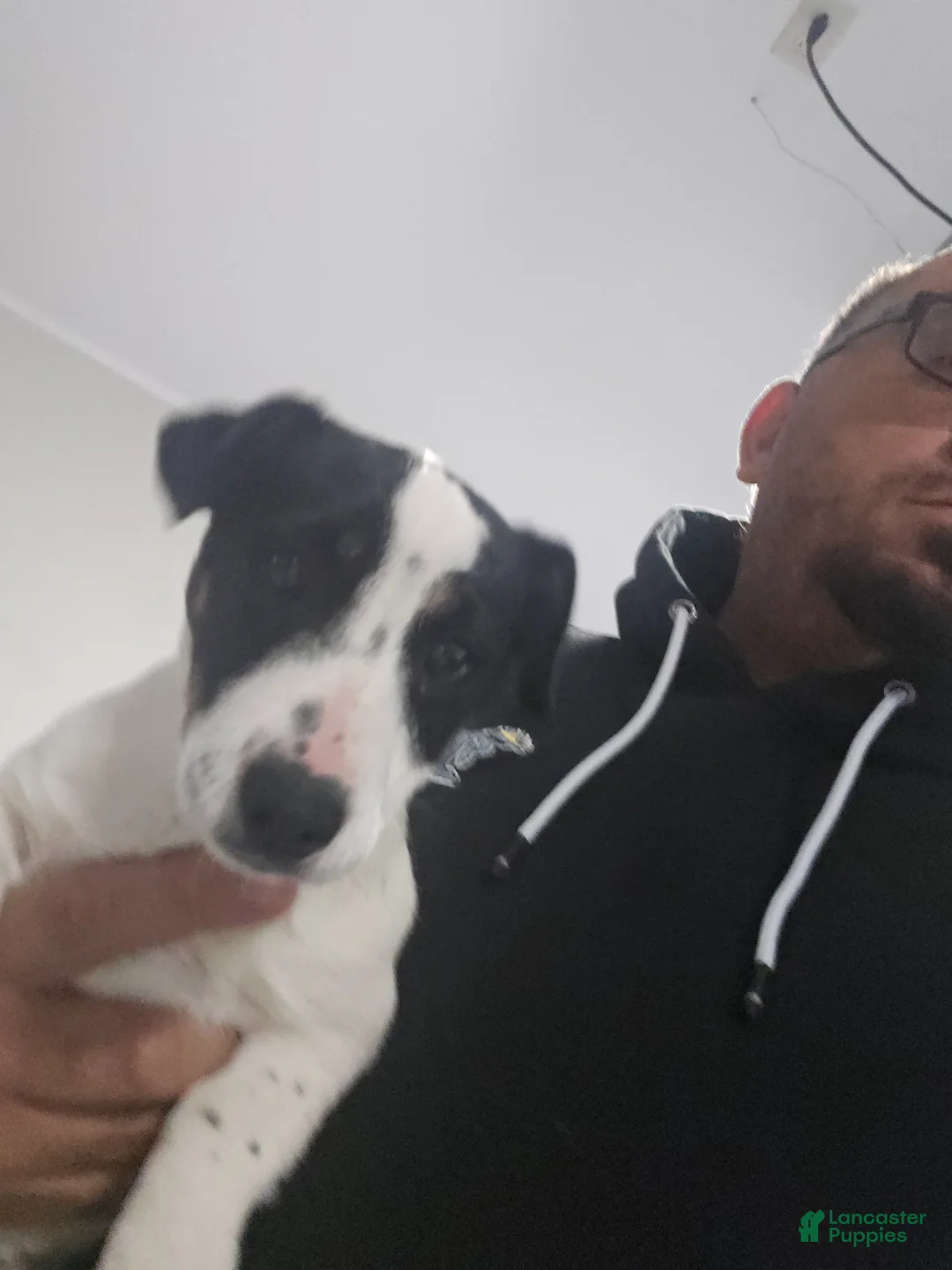 Jack Russell Terrier dogs for sale: Jack Russell Terrier Puppy 1 - Ad 1