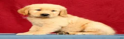 Golden Retriever dogs for sale: Denali - Ad 9