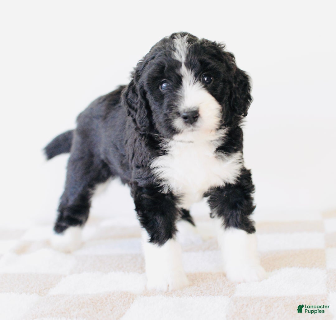 Bernedoodle dogs for sale: Cozy - Ad 3