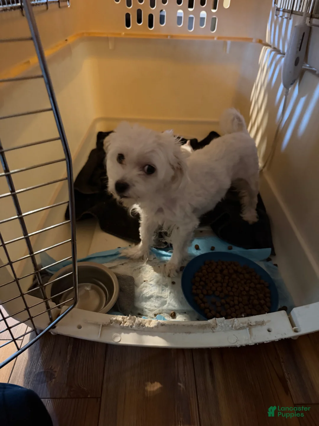 Maltese dogs for sale: Marley - Ad 2