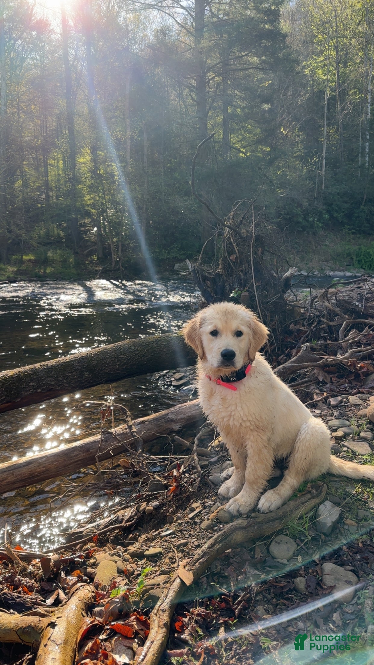 Golden Retriever dogs Annie - Ad 1
