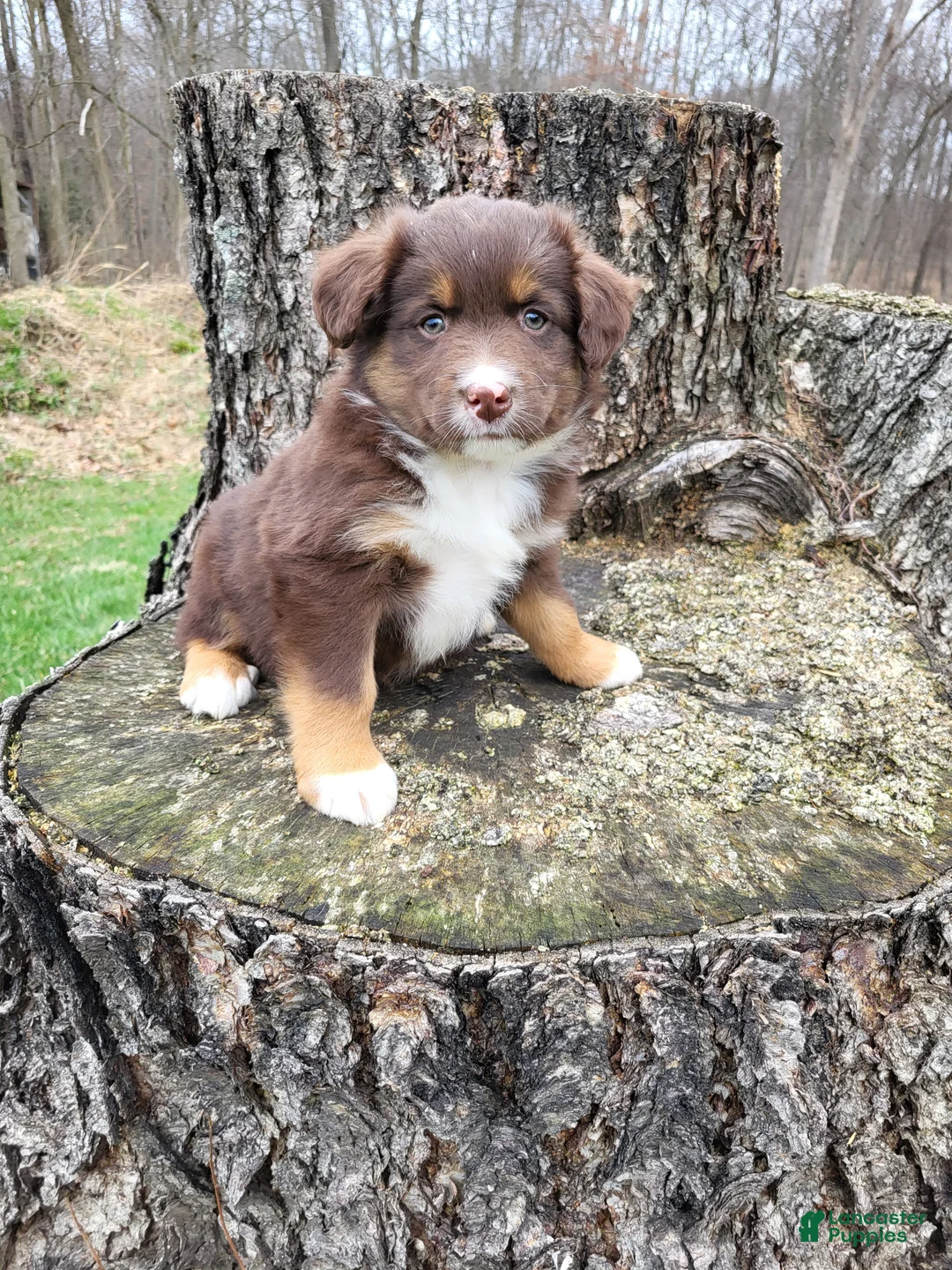 Australian Shepherd dogs for sale: Duke - Ad 1