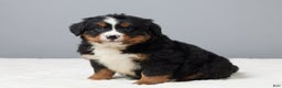 Bernese Mountain Dog dogs for sale: Freddie - Ad 2