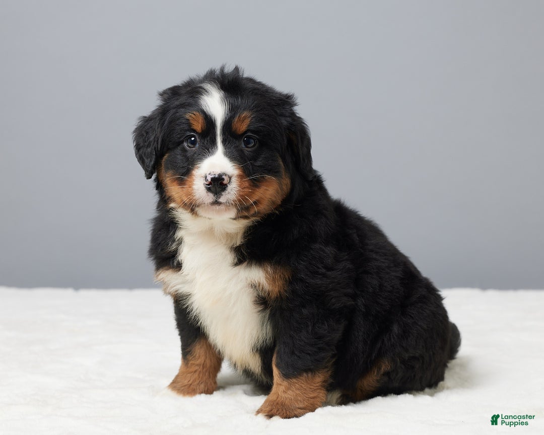 Bernese Mountain Dog dogs for sale: Freddie - Ad 2