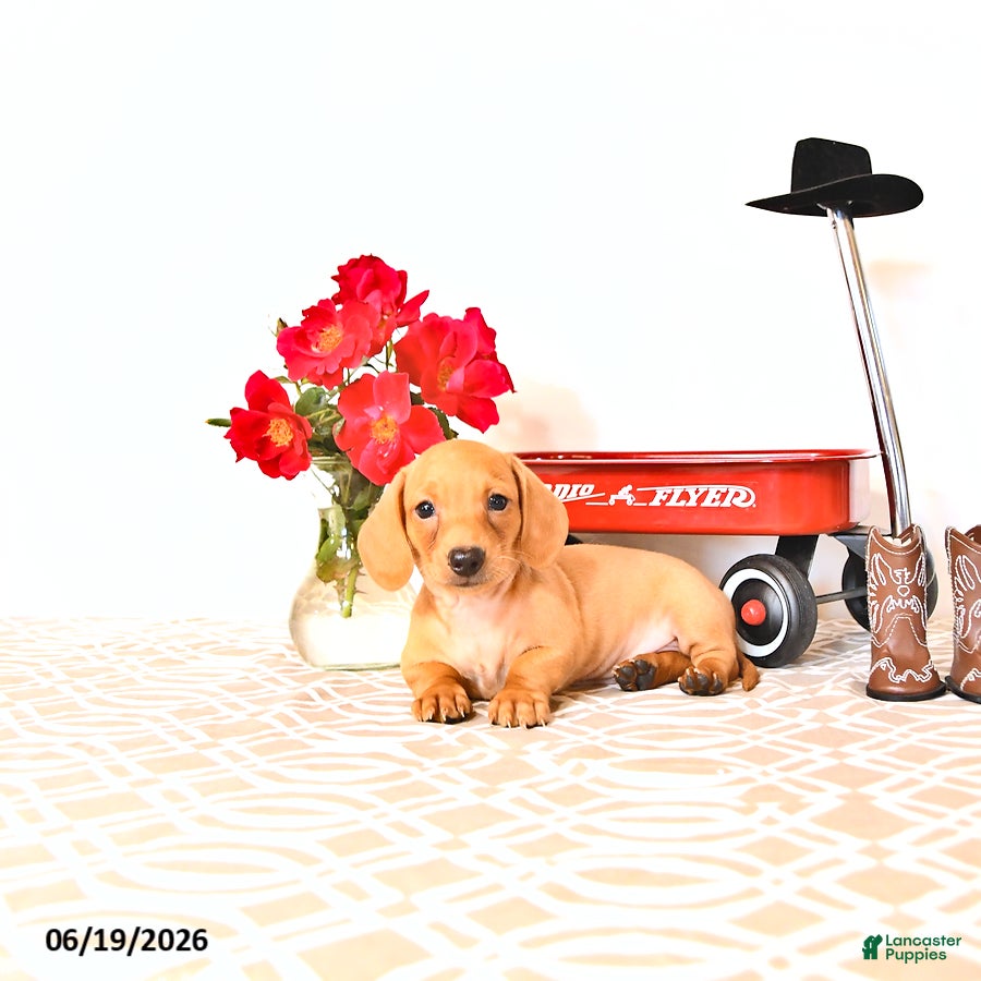 Miniature Dachshund dogs Shawn  - Ad 2
