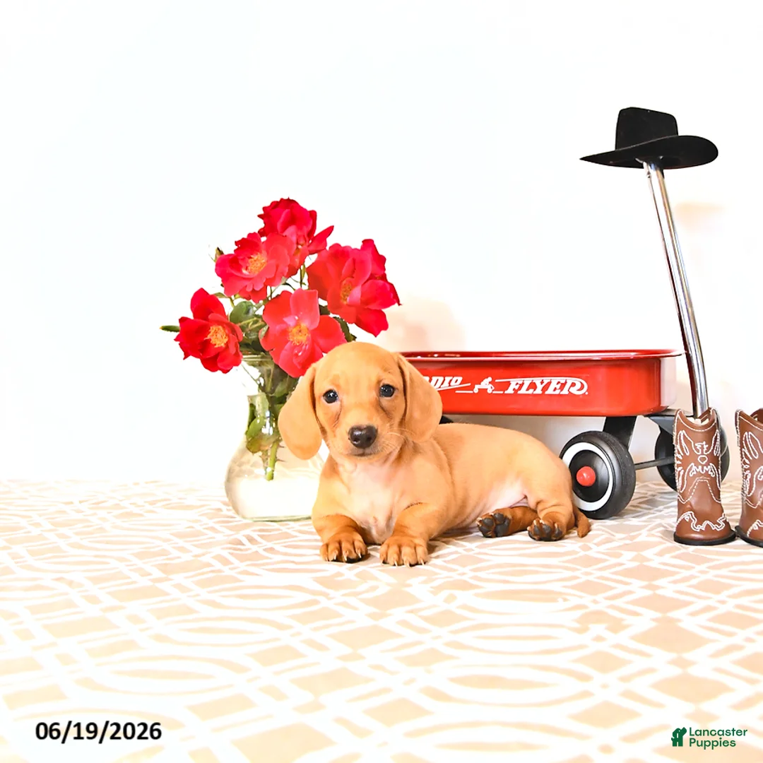 Miniature Dachshund dogs for sale: Shawn  - Ad 2