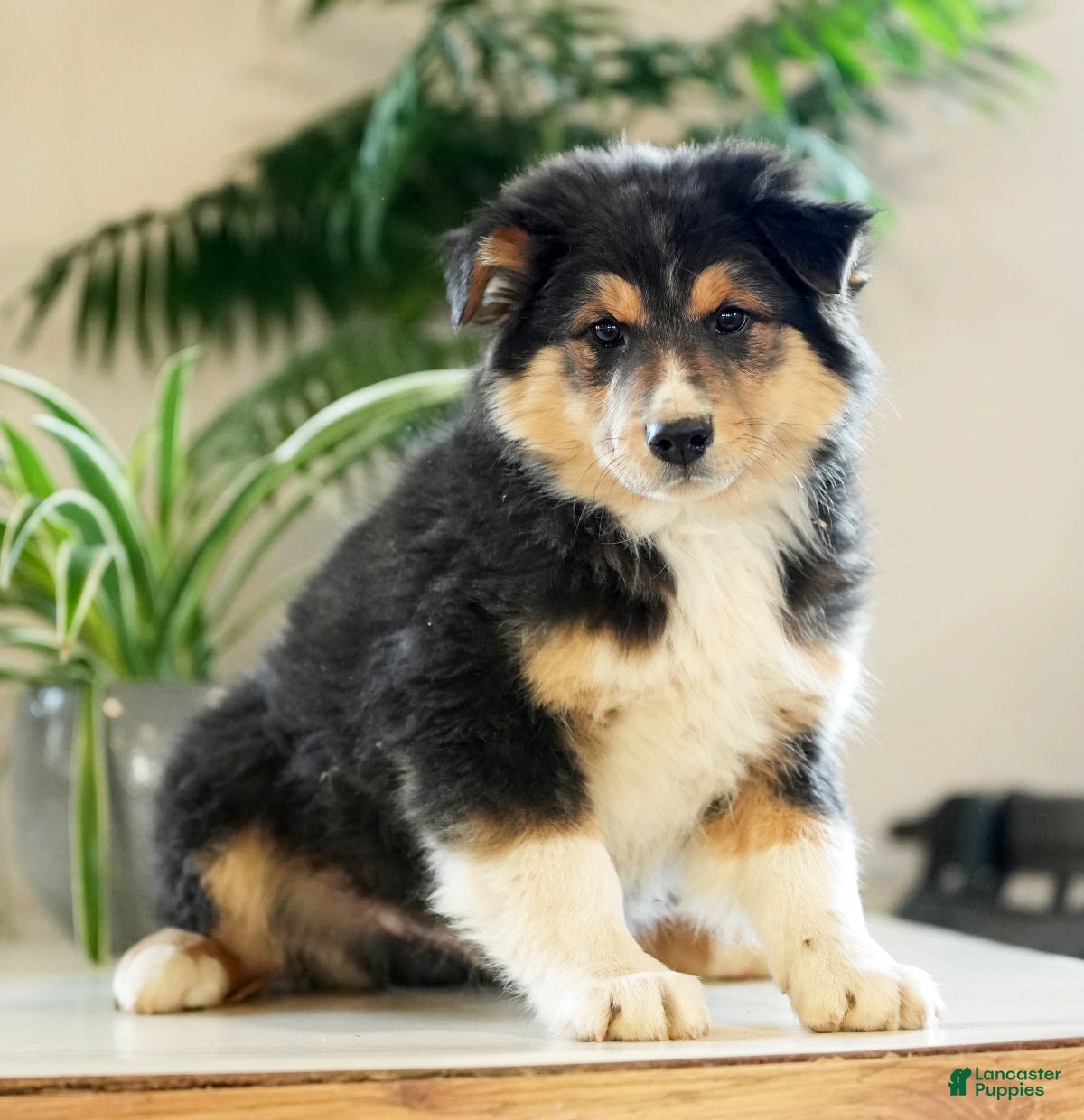 Australian Shepherd dogs Sarge - Ad 33