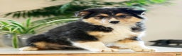 Australian Shepherd dogs for sale: Sarge - Ad 1