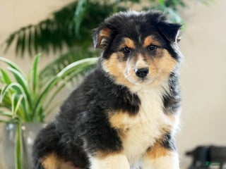 Australian Shepherd dogs Sarge - Ad 39
