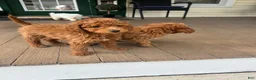 Mini Goldendoodle dogs for sale: Mini Goldendoodle Puppy 2 - Ad 1