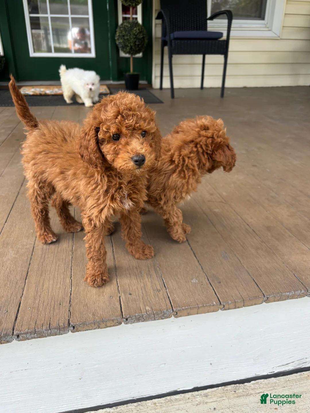 Mini Goldendoodle dogs for sale: Mini Goldendoodle Puppy 2 - Ad 1
