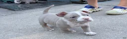 American Bully dogs for sale: American Bully 1 - Ad 2