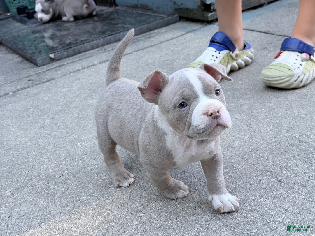 American Bully dogs for sale: American Bully 1 - Ad 2