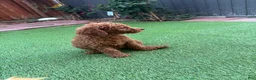 Standard Poodle dogs for sale: Coco - Ad 8