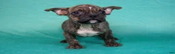 American Bully dogs for sale: Black Brindle Merle Female - Ad 8
