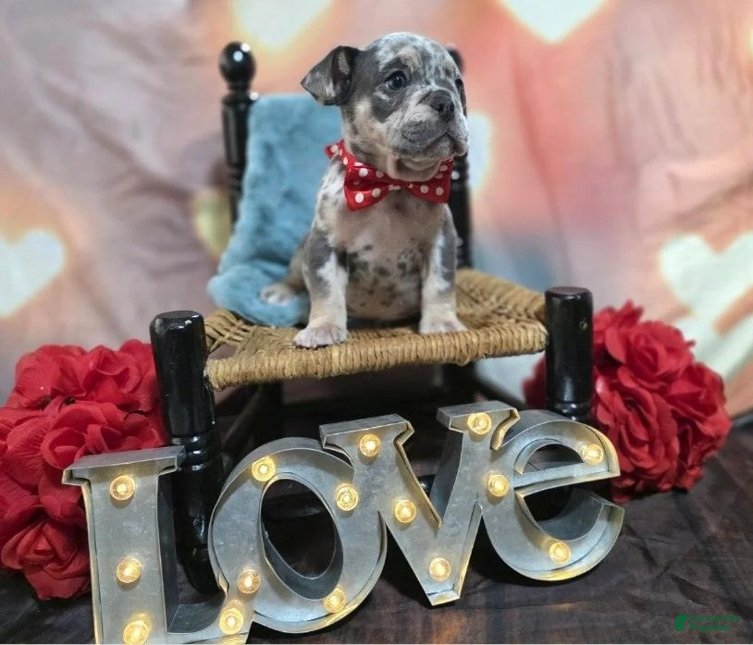 English Bulldog dogs for sale: English Bulldog Puppy 1 - Ad 3