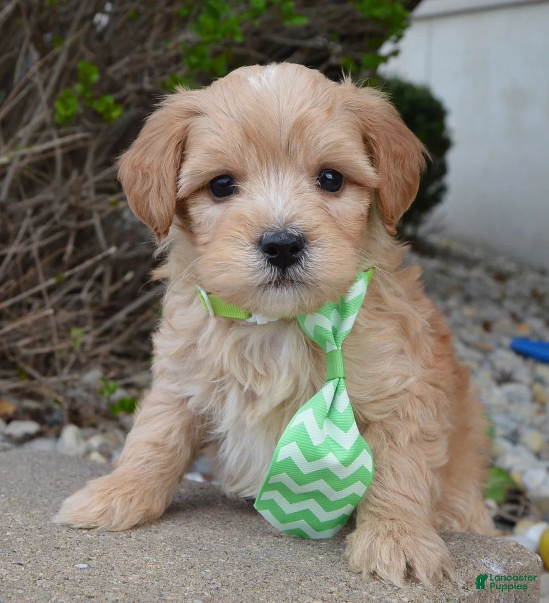 Mini Goldendoodle dogs for sale: Mini George - Ad 1