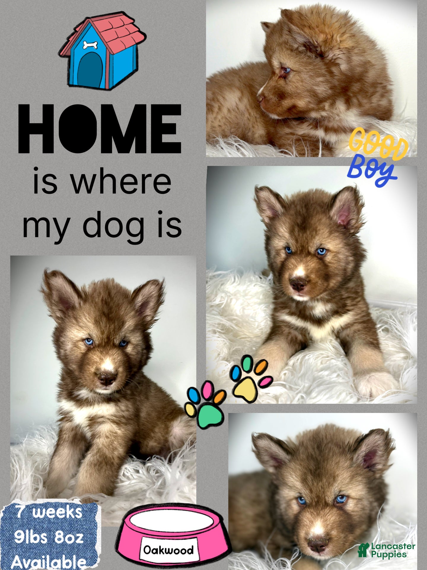 Siberian Husky dogs Oakwood - Ad 30