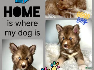 Siberian Husky dogs Oakwood - Ad 30