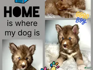 Siberian Husky dogs Oakwood - Ad 35