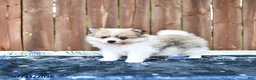 Pomeranian dogs for sale: Caramel - Ad 1