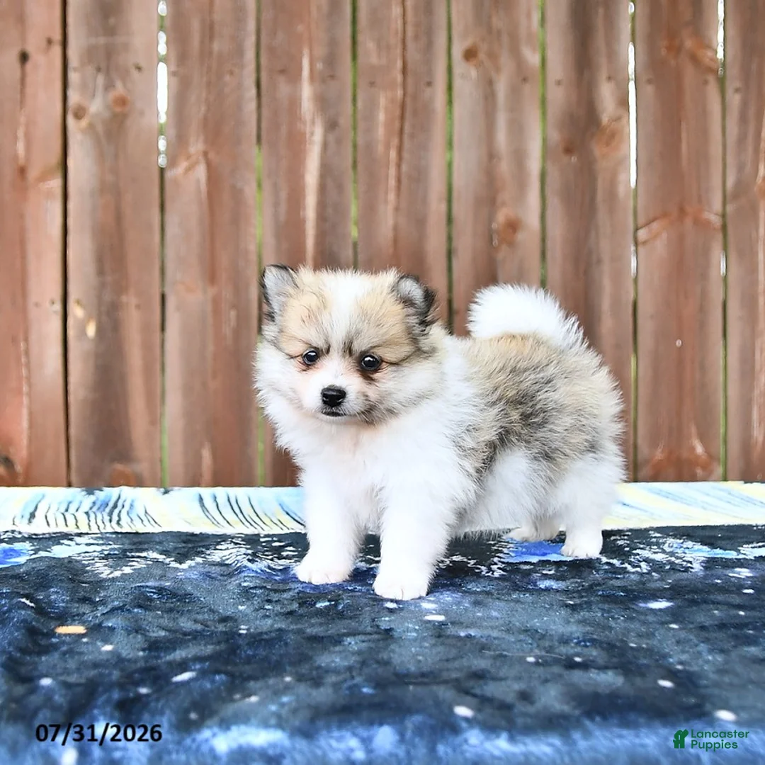 Pomeranian dogs for sale: Caramel - Ad 1