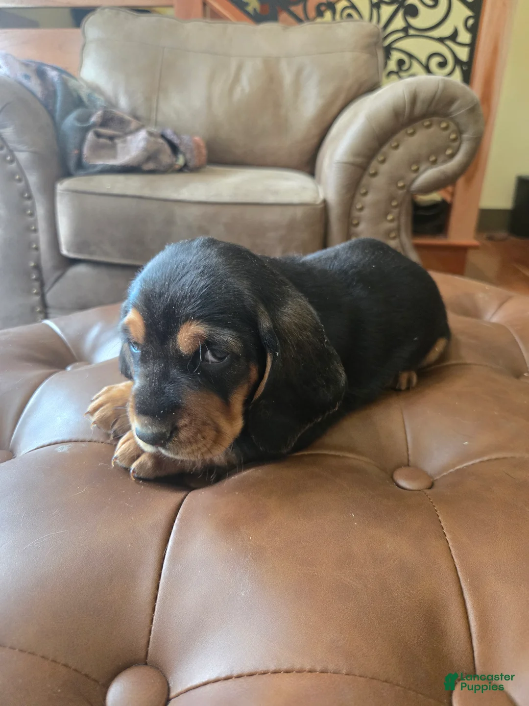 Basset Hound dogs for sale: Basset Hound Puppy 2 - Ad 3
