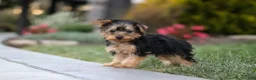 Yorkiepoo dogs for sale: Tucker - Ad 11