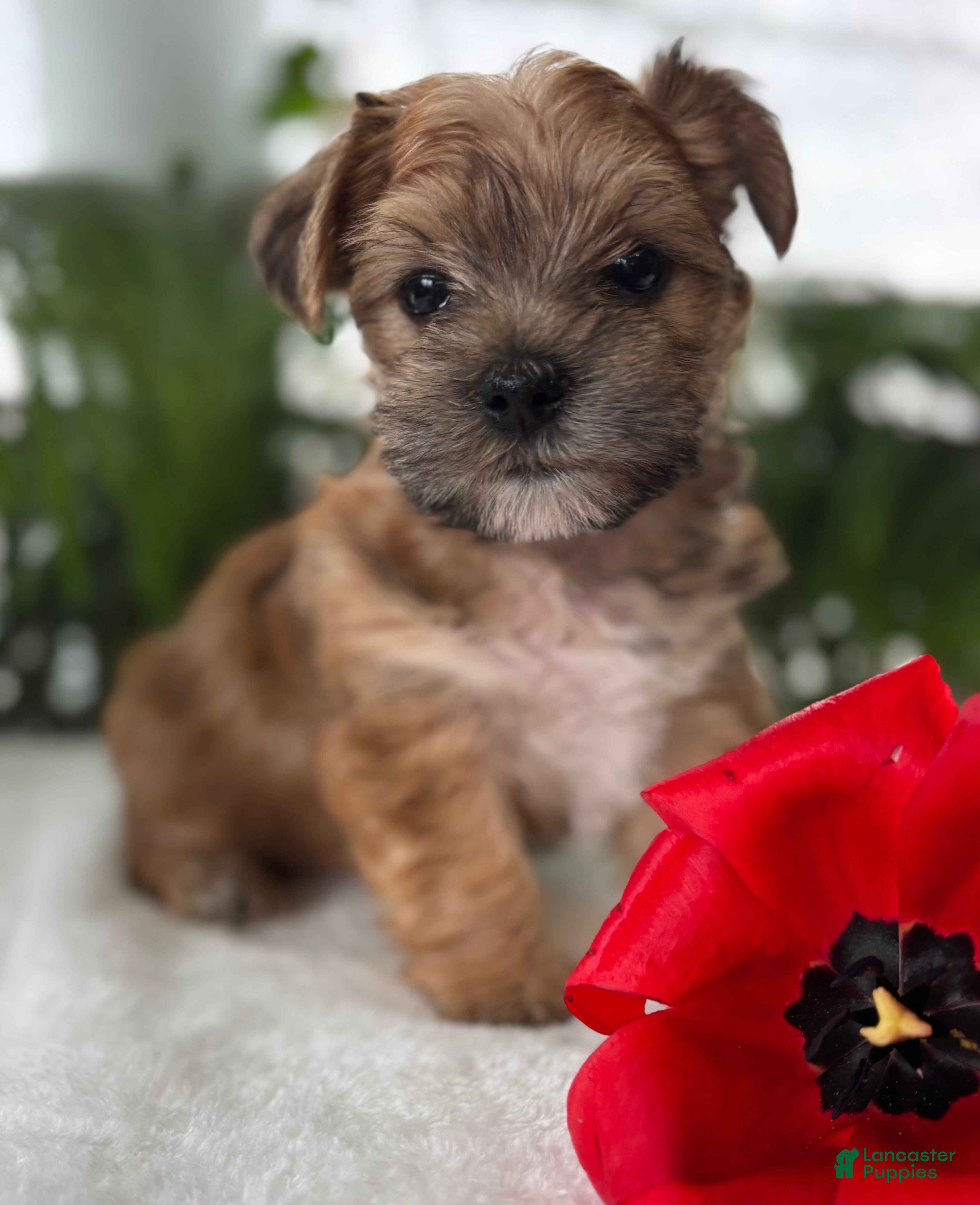 Morkie dogs J.Jay - Ad 2