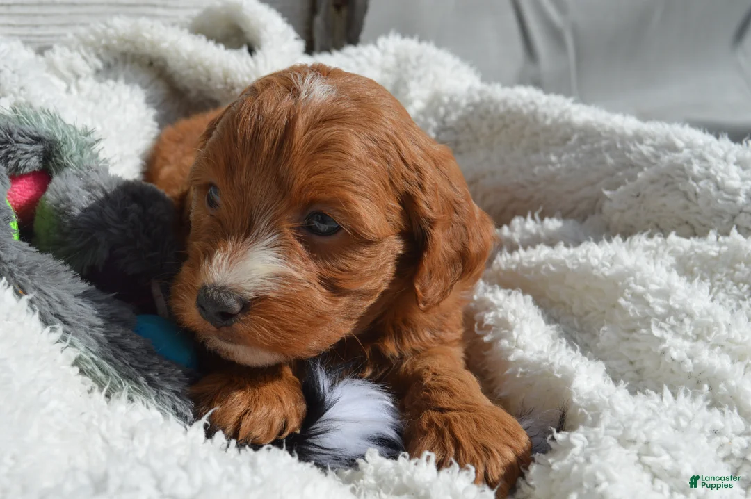 Mini Goldendoodle dogs for sale: Jordan  - Ad 6