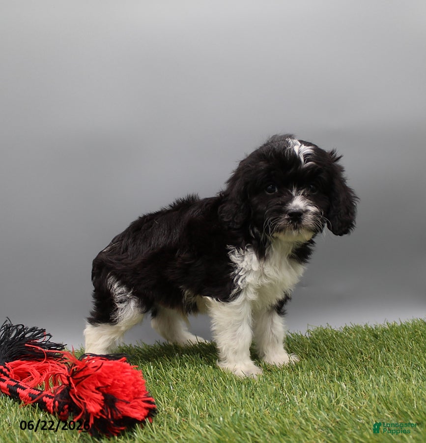 Cockapoo dogs Terry - Ad 2