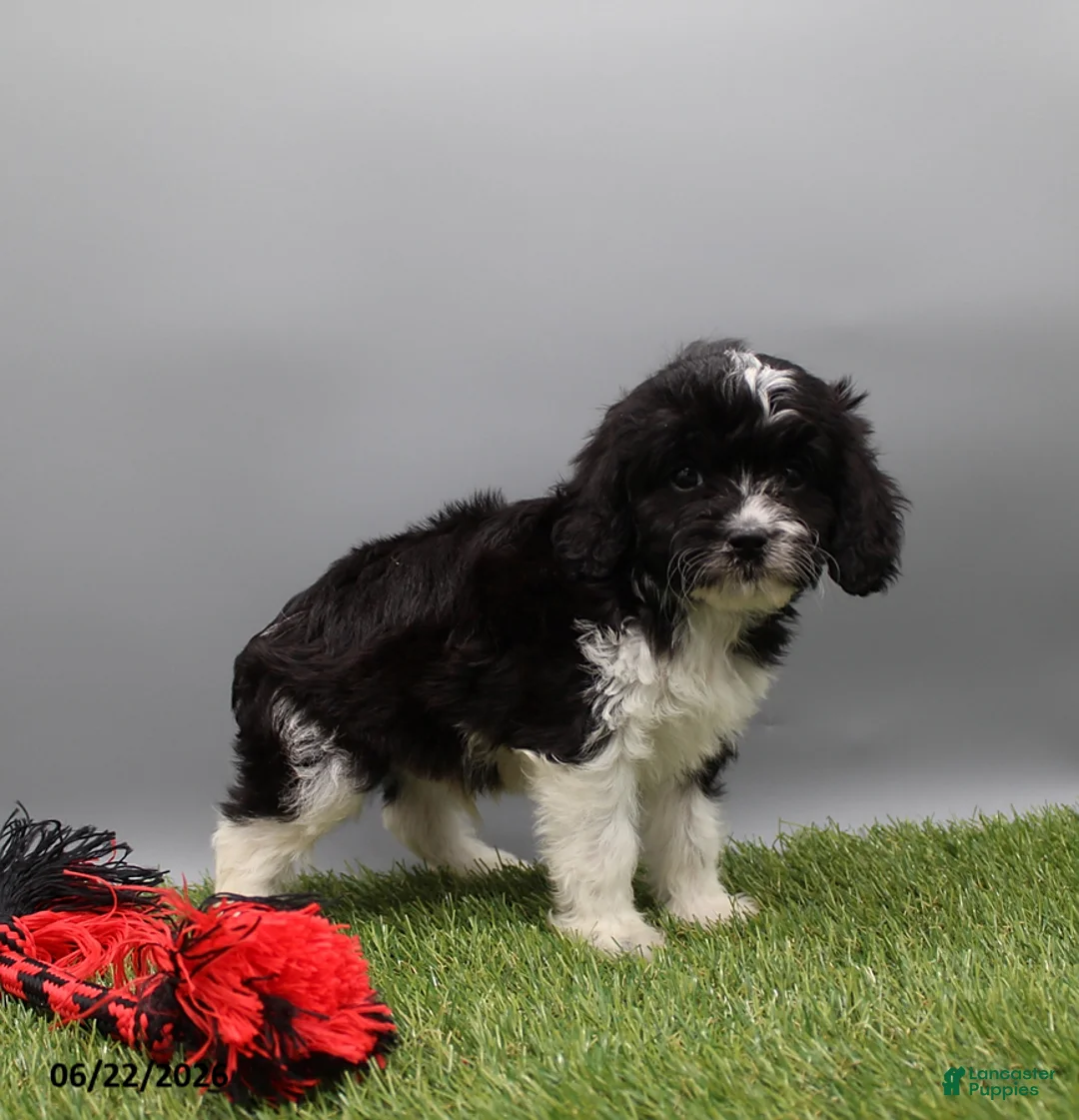 Cockapoo dogs for sale: Terry - Ad 2