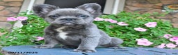 French Bulldog dogs for sale: Fluffy - Ad 3