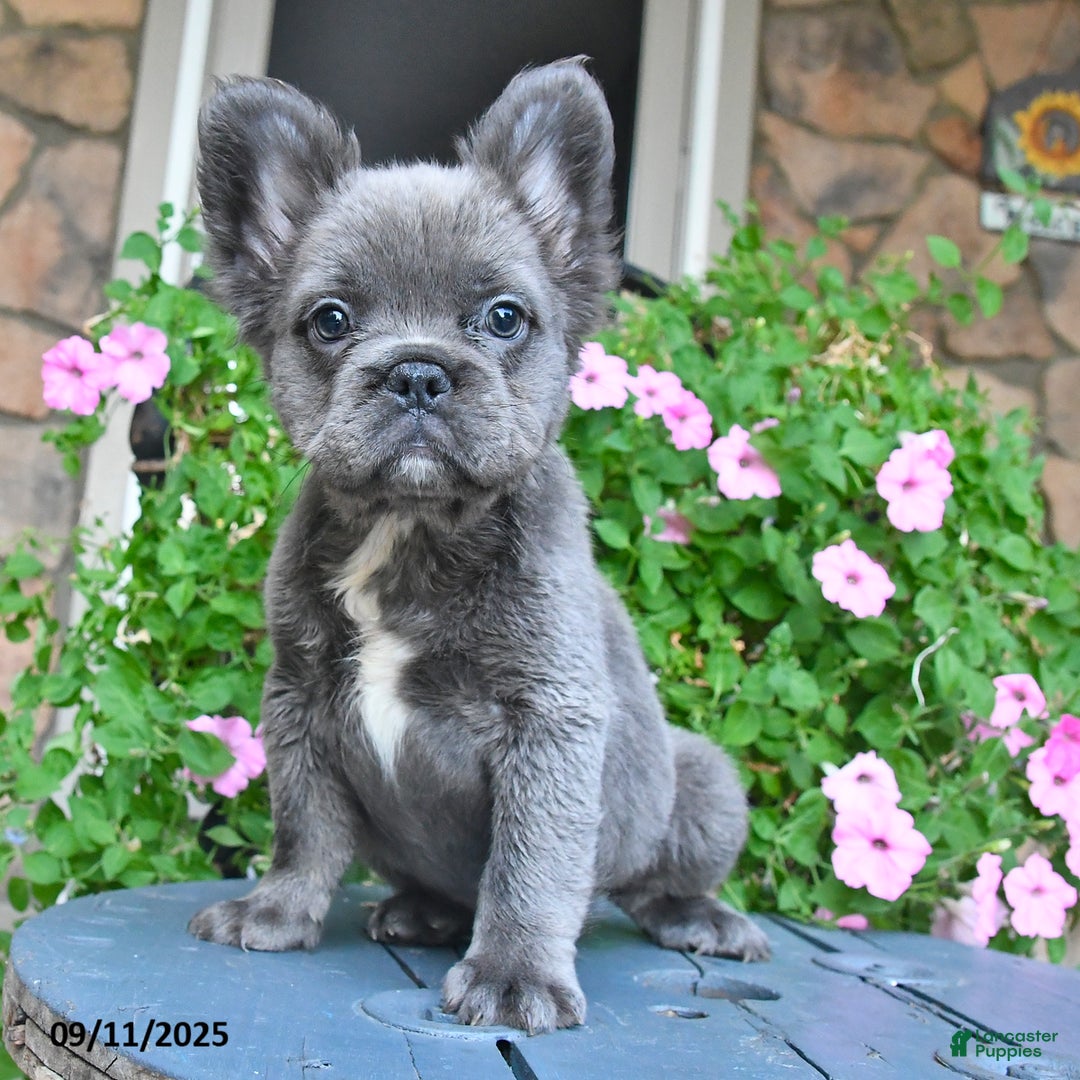 French Bulldog dogs for sale: Fluffy - Ad 3
