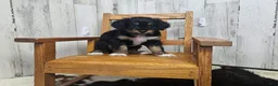Mini Aussiedoodle dogs for sale: F1 Banana - Ad 4