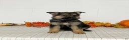 German Shepherd dogs for sale: Romania  - Ad 1