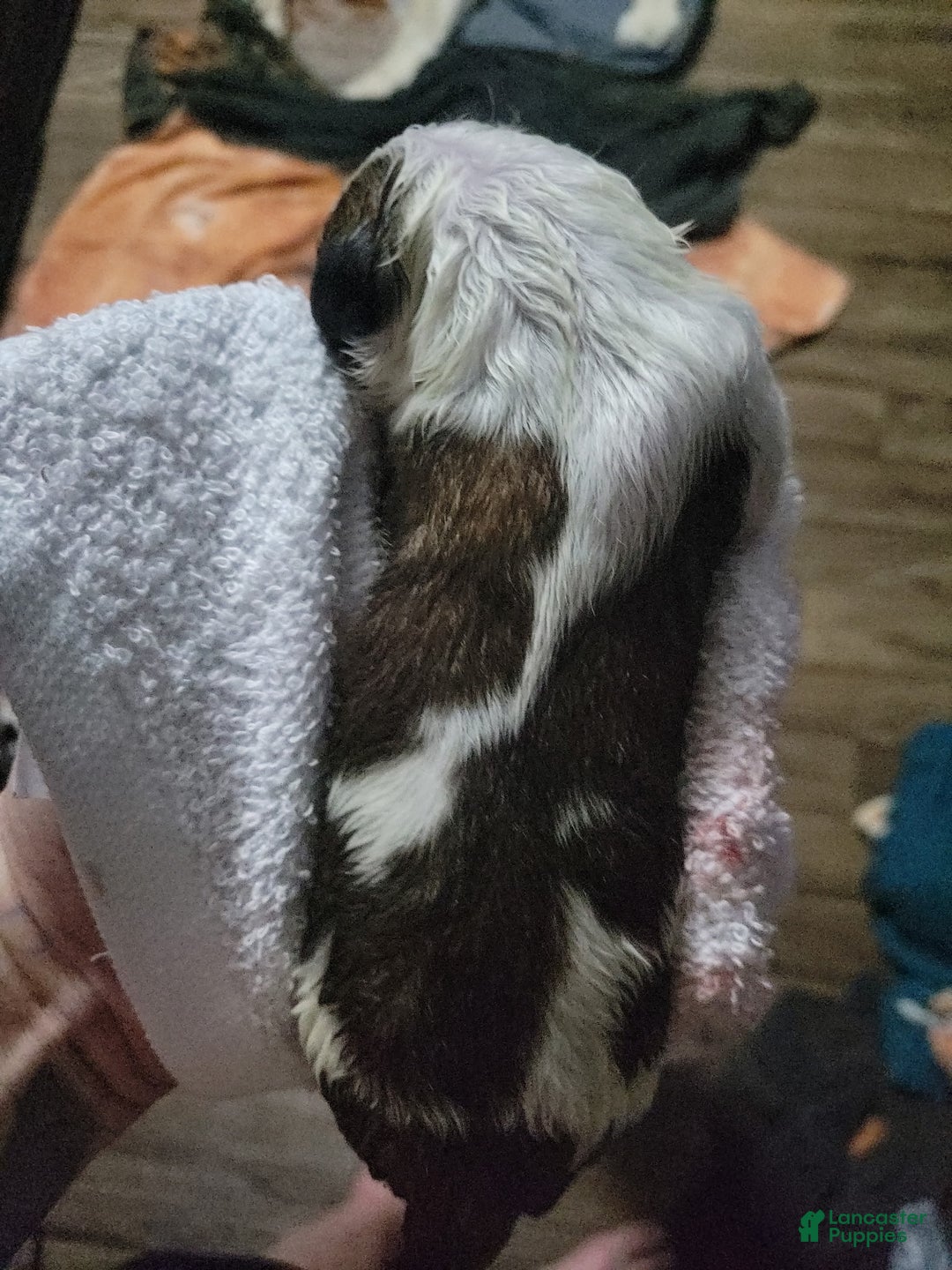 Saint Bernard dogs for sale: Puppy 3 - Ad 41