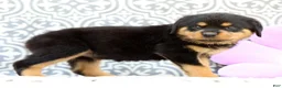 Rottweiler dogs for sale: Micky - Ad 5