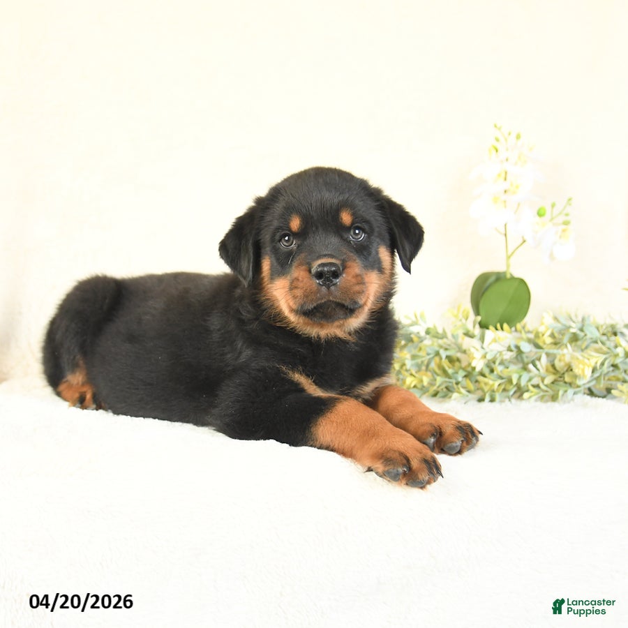 Rottweiler dogs Chip - Ad 2