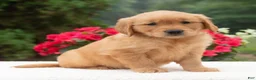Golden Retriever dogs for sale: Kanisha  - Ad 4