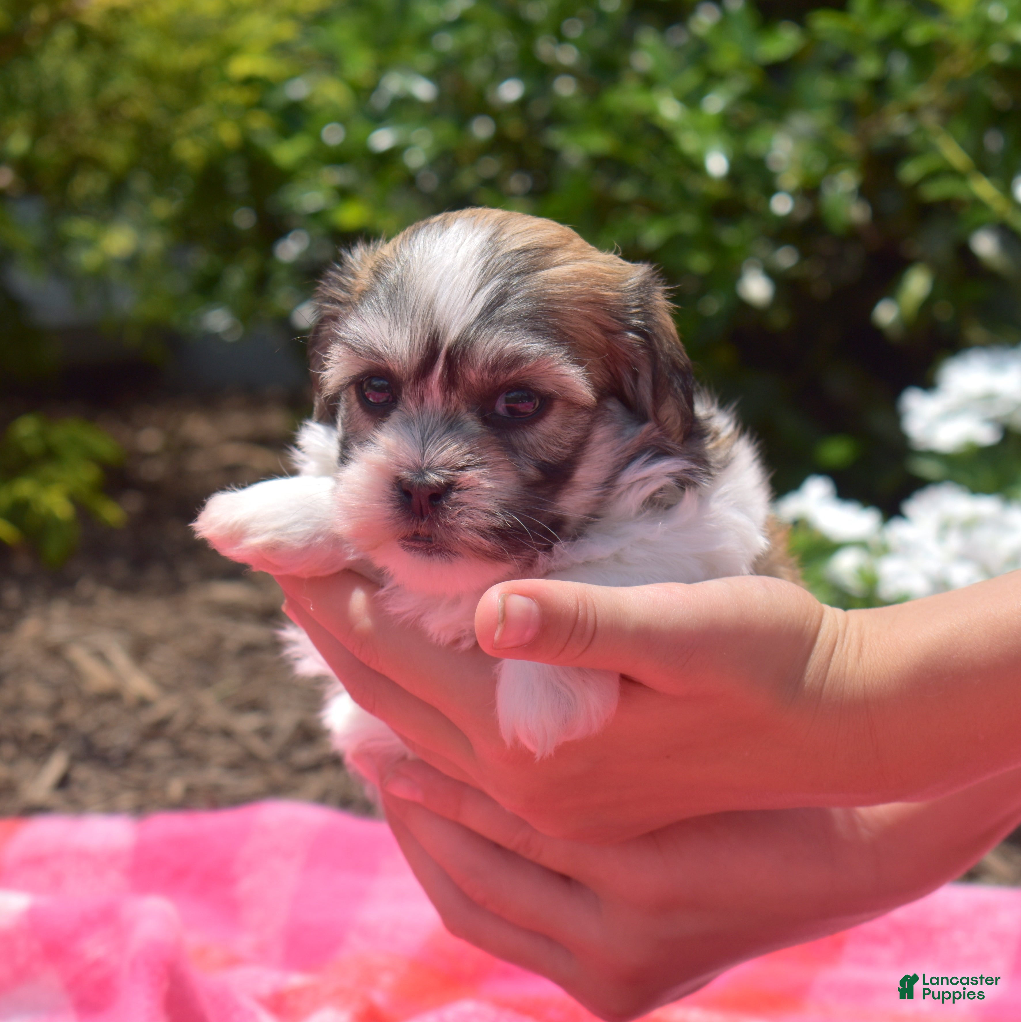 Teddy Bear dogs Bunny - Ad 2