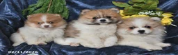 Pomeranian dogs for sale: Rover - Ad 5
