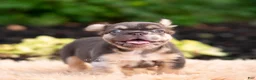 French Bulldog dogs for sale: Baby yoda - Ad 7