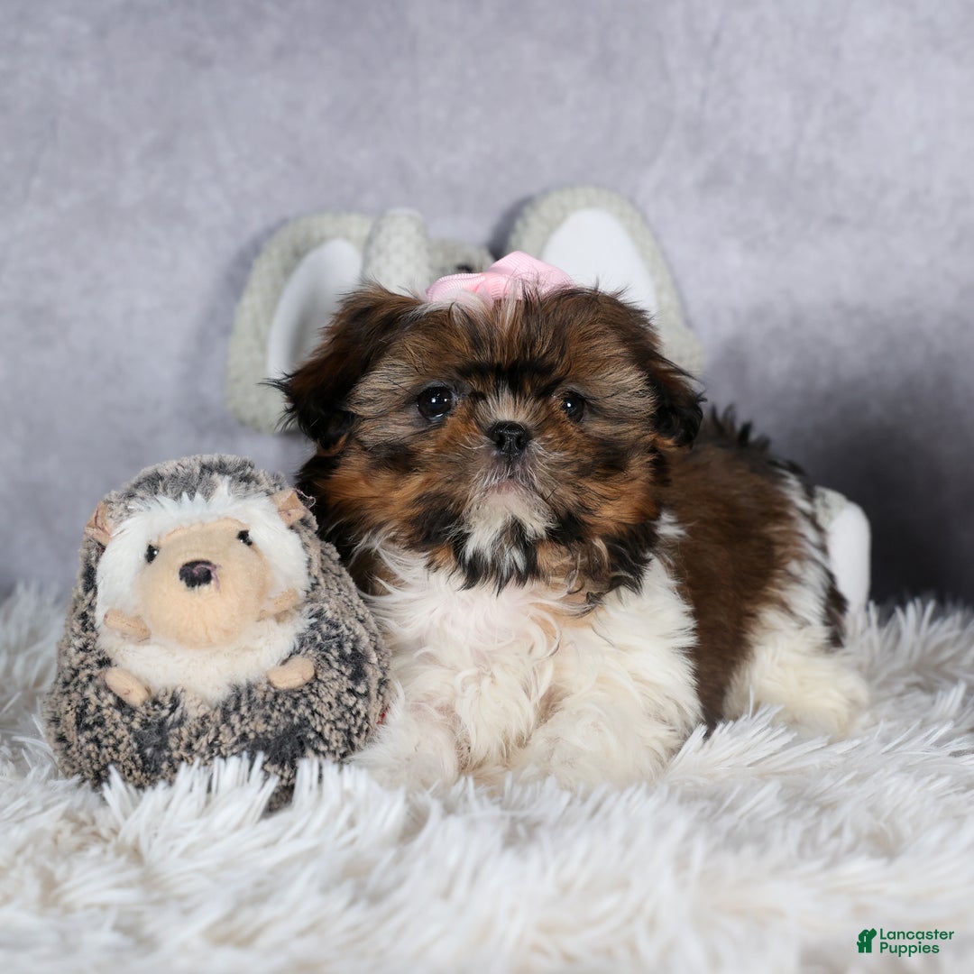 Shih Tzu dogs for sale: OAKLEY - Ad 5