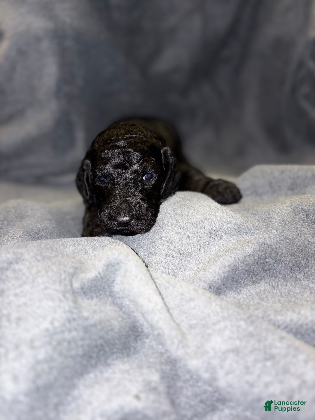 Bernedoodle dogs for sale: Henry Bernedoodle Puppy 2 - Ad 1