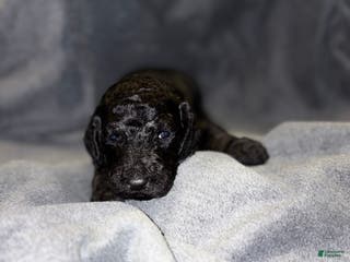 Bernedoodle dogs Henry Bernedoodle Puppy 2 - Ad 13