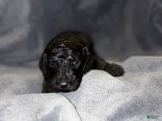 Bernedoodle dogs Henry Bernedoodle Puppy 2 - Ad 35