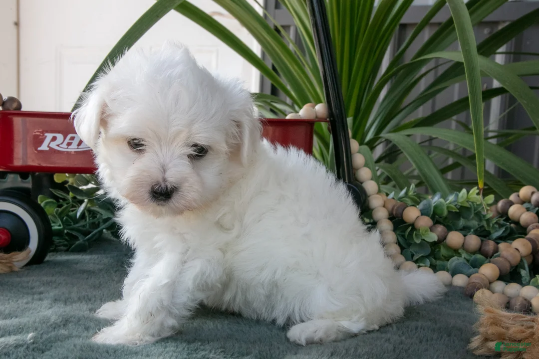 Maltese dogs for sale: Snowball - Ad 1