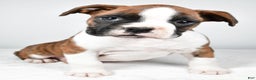Boxer dogs for sale: Asher - Ad 2