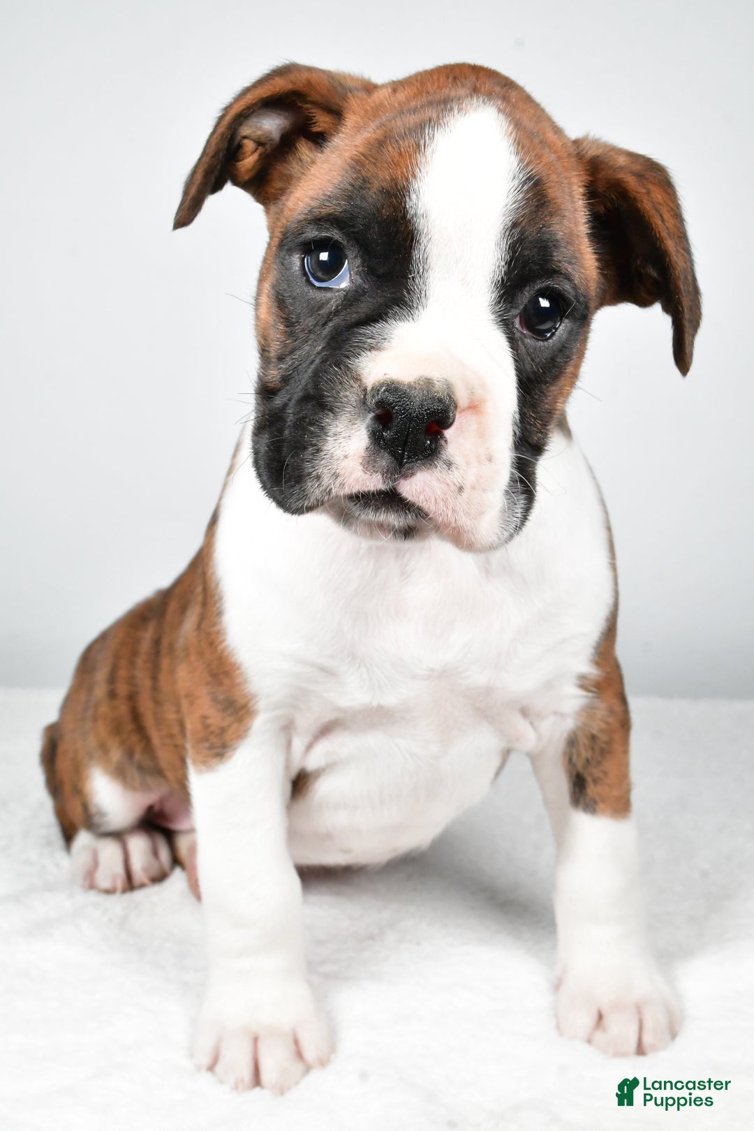 Boxer dogs for sale: Asher - Ad 2